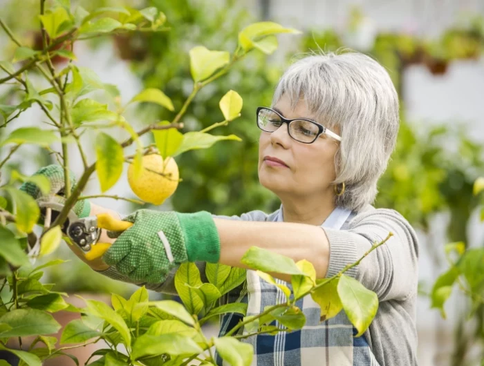 conseils pour reussir la taille de la plante de citronnier