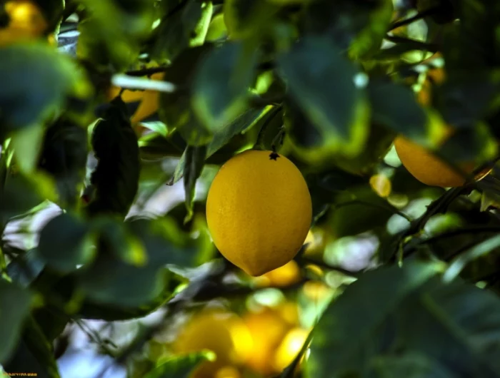 conseils pratiques pour tailler son citronnier