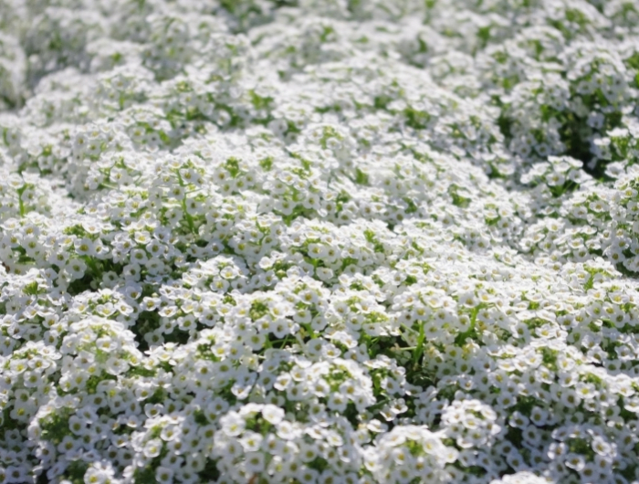 couvre sol rampant persistant croissance rapide plante rustique fleurs blanches
