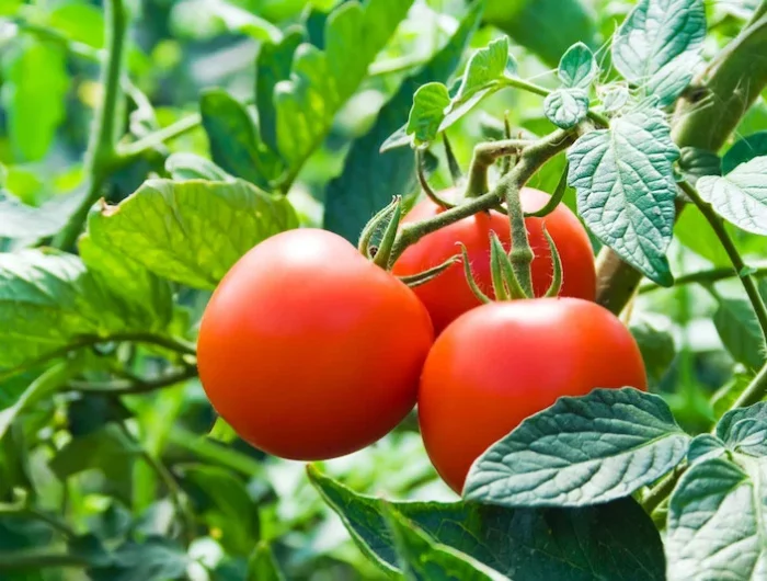 croissance des tomates avec du pain des tomates rouges sur une branche
