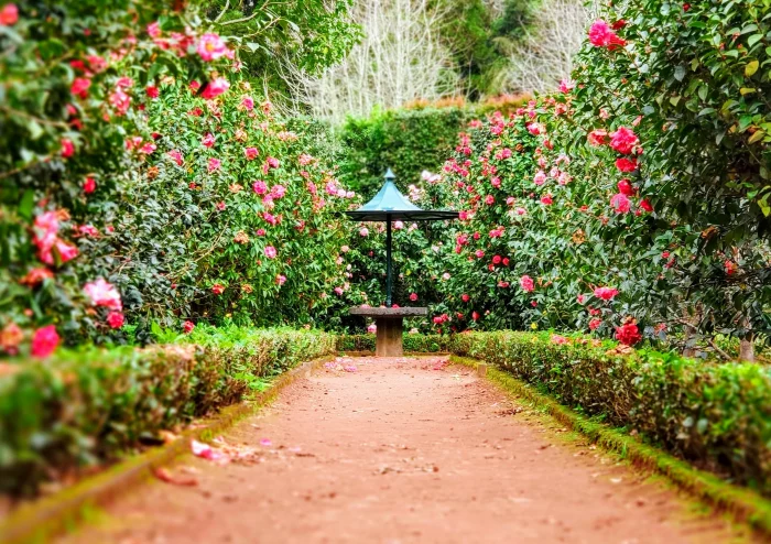culture roses entretien arbuste jardin pergola amenagement exterieur