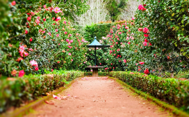 culture roses entretien arbuste jardin pergola amenagement exterieur