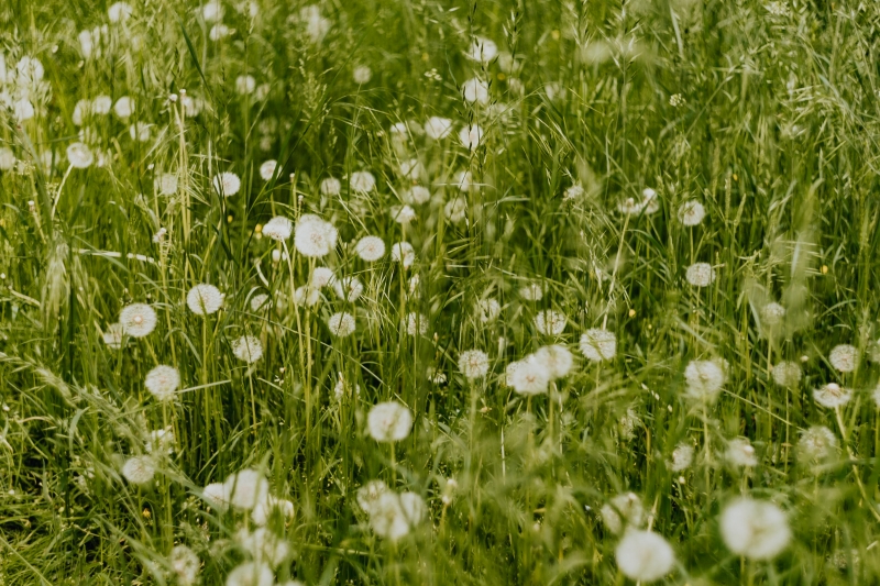 dandelion mauvaise herbe gazon tonte conseils beau jardin pelouse