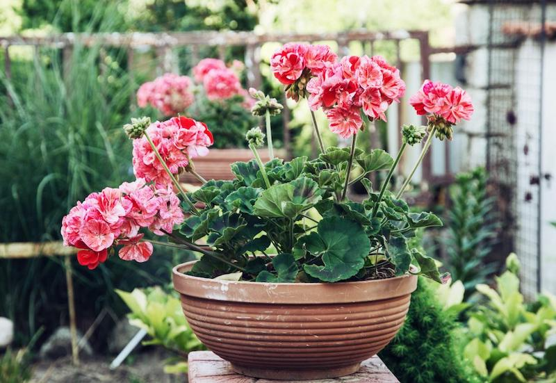 de beaux geraniums roses dans un pot dans un potager en arriere plan