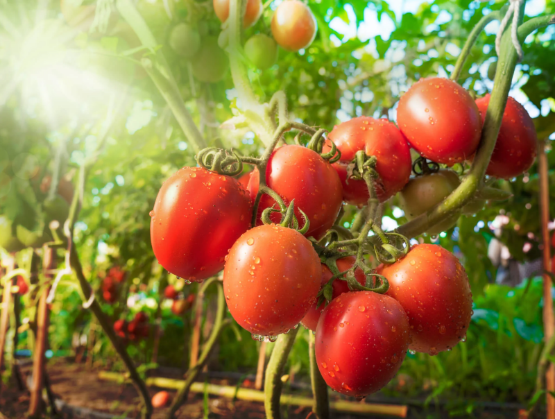 de belles grosses tomates rouges