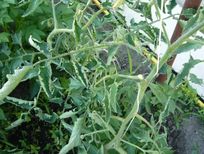des feuilles de tomates retournees recroquevillement