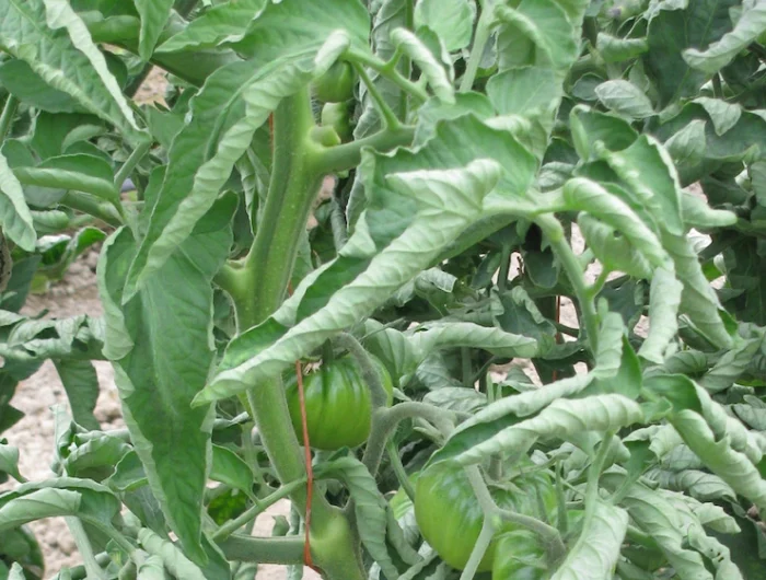 des feuilles vertes de plants de tomates enrouillees a cause de la chaleur