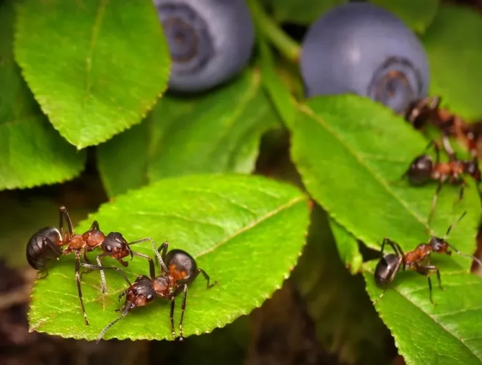 des fourmis sur une feuille verte