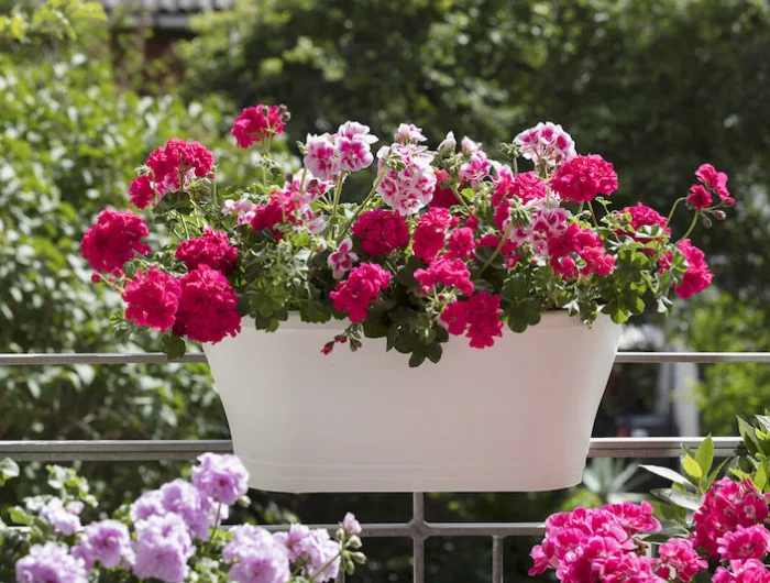 des geraniums blanc rose et mauves sur un balcon
