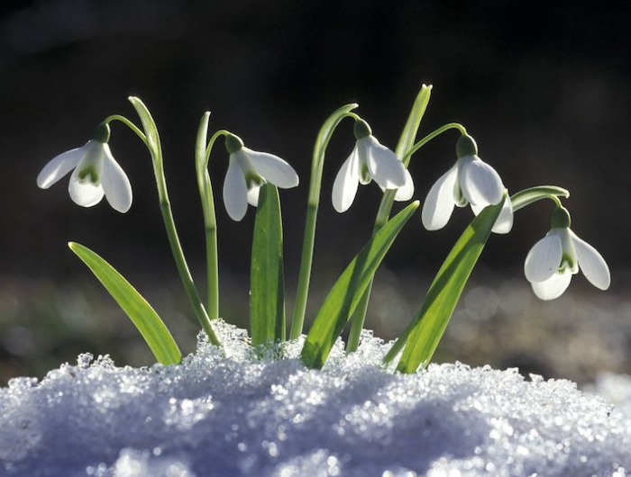 des perces neige fleurs blanches toute l'annee sous le soleil et dans la nige