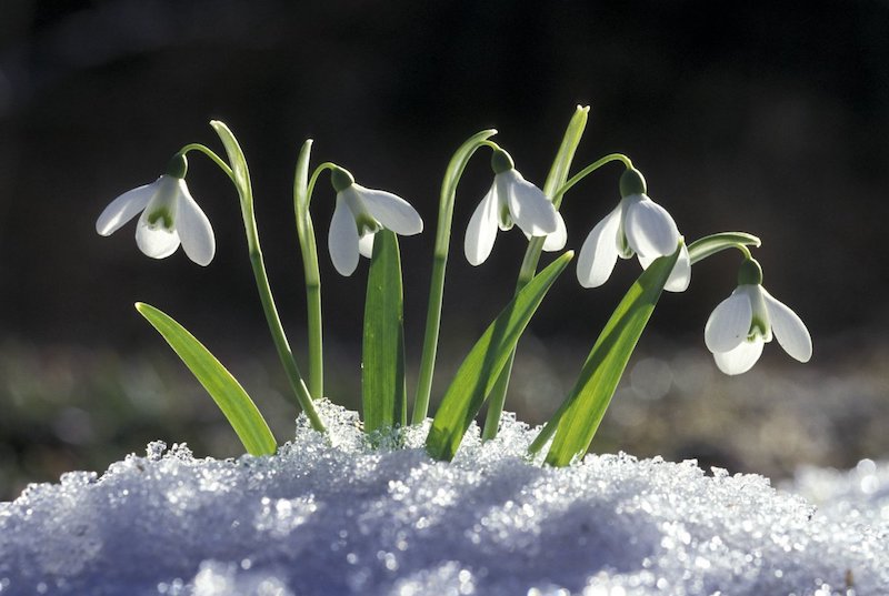 des perces neige fleurs blanches toute l'annee sous le soleil et dans la nige
