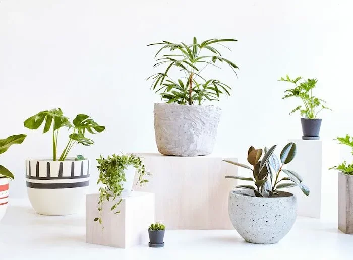 des plantes vertes dans des pots blanc