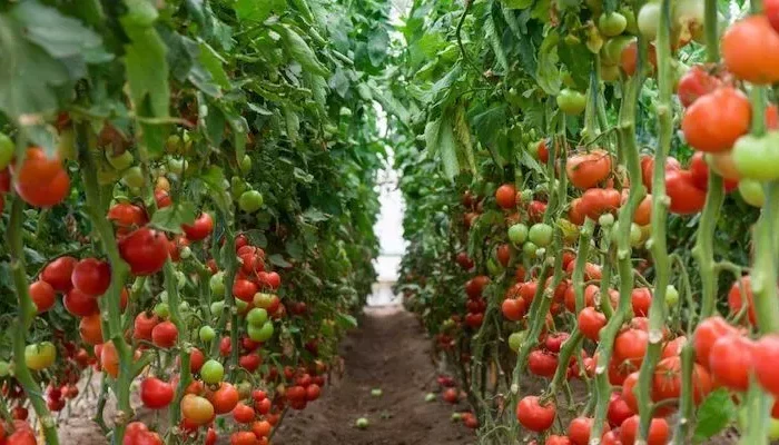 des tomates rouges et vertes dans une serre