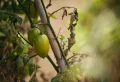 Comment protéger les tomates de la pluie et du soleil ? 7 techniques absolument indispensables !
