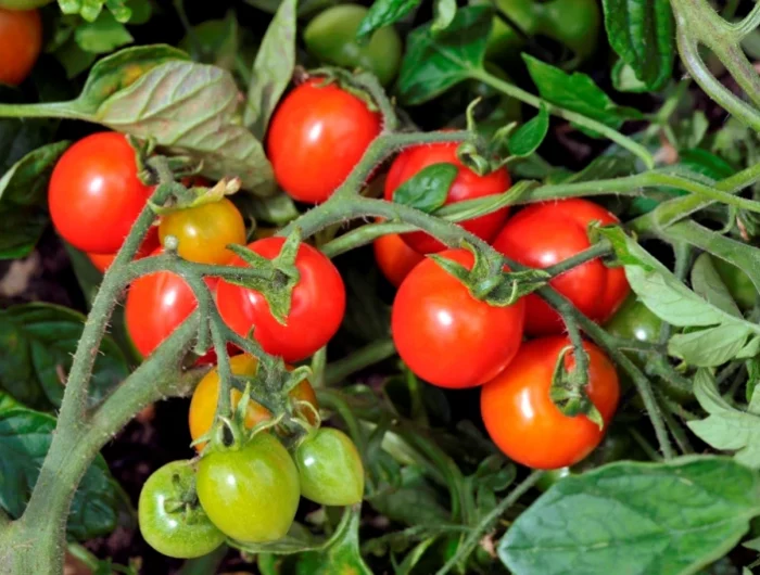 des tomates vertes et rouges sur un plant