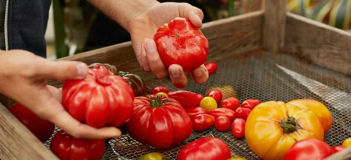 deux mains qui tiennent differentes sortes de tomates rouges et jaunes petites et hrandes dans un cagette