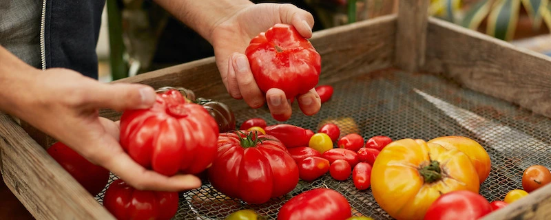 deux mains qui tiennent differentes sortes de tomates rouges et jaunes petites et hrandes dans un cagette