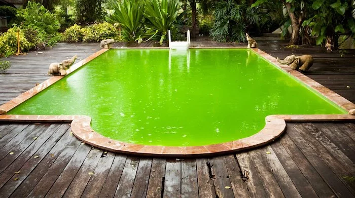 eau verte dans une piscine une foret autour avec des dalles en bois