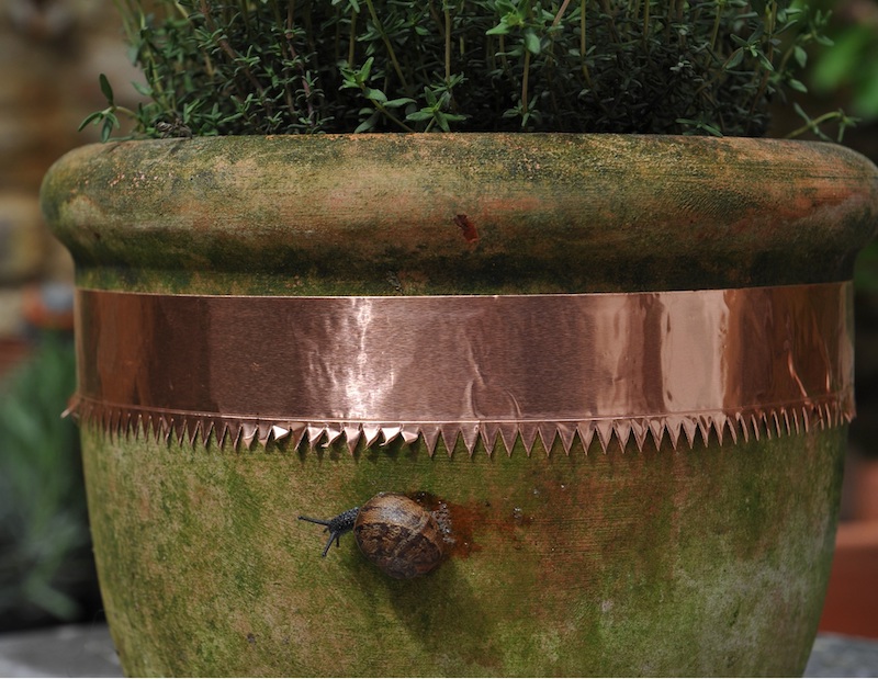 eliminer les limaces et escargots ruban de cuivre autour dun pot