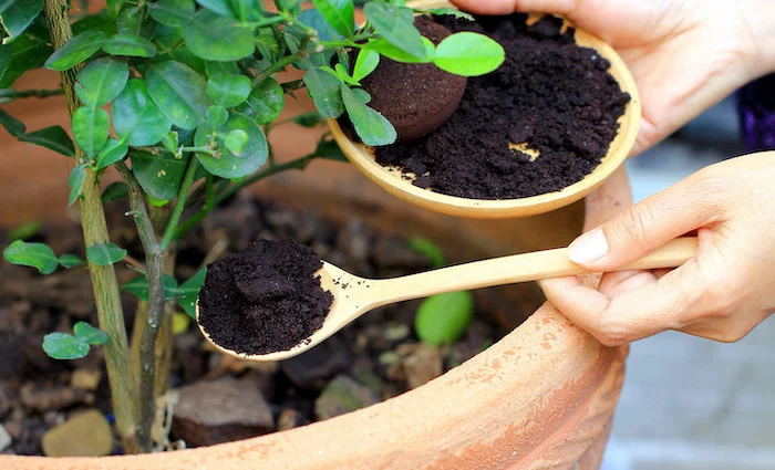 engrais naturel geranium avec marc de café pout et une main qui met du cafe dedans feuilles vertes