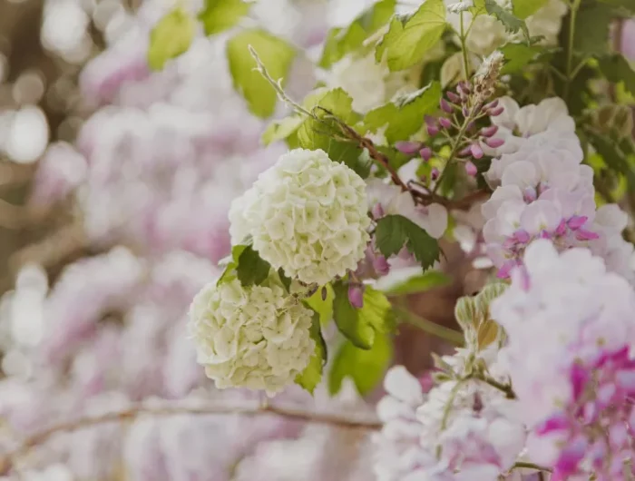 entretien des hortensias et comment changer la couleur des hortensias