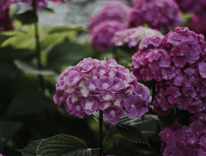 entretien et plantation hortensia en terre astuce de jardin faire pousser ses hortensias