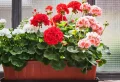 Astuces pour faire fleurir les géraniums – de nos grand-mères à vos jardins