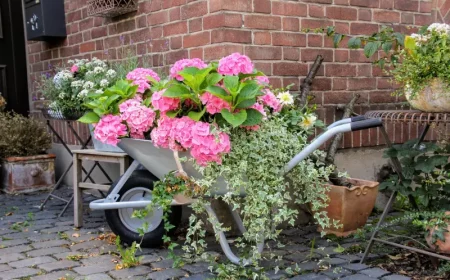 entretien hortensia en pot arbuste fleurie ete facade maison briques rouges