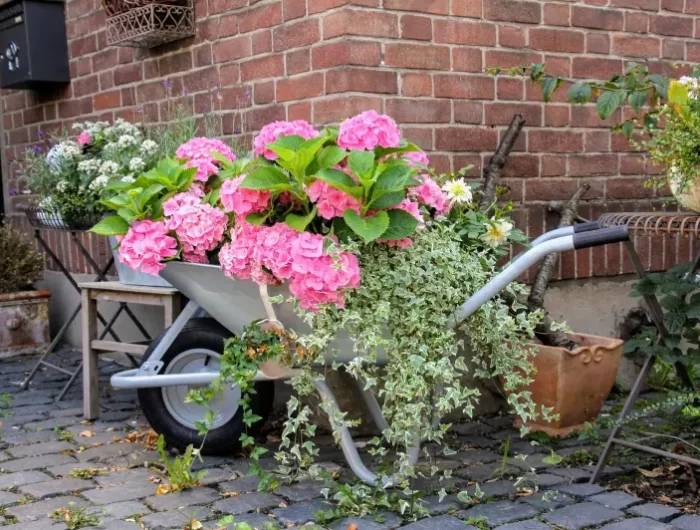 entretien hortensia en pot arbuste fleurie ete facade maison briques rouges