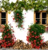 facade blanche fenetre bois pots plante grimpante ombre fleurs