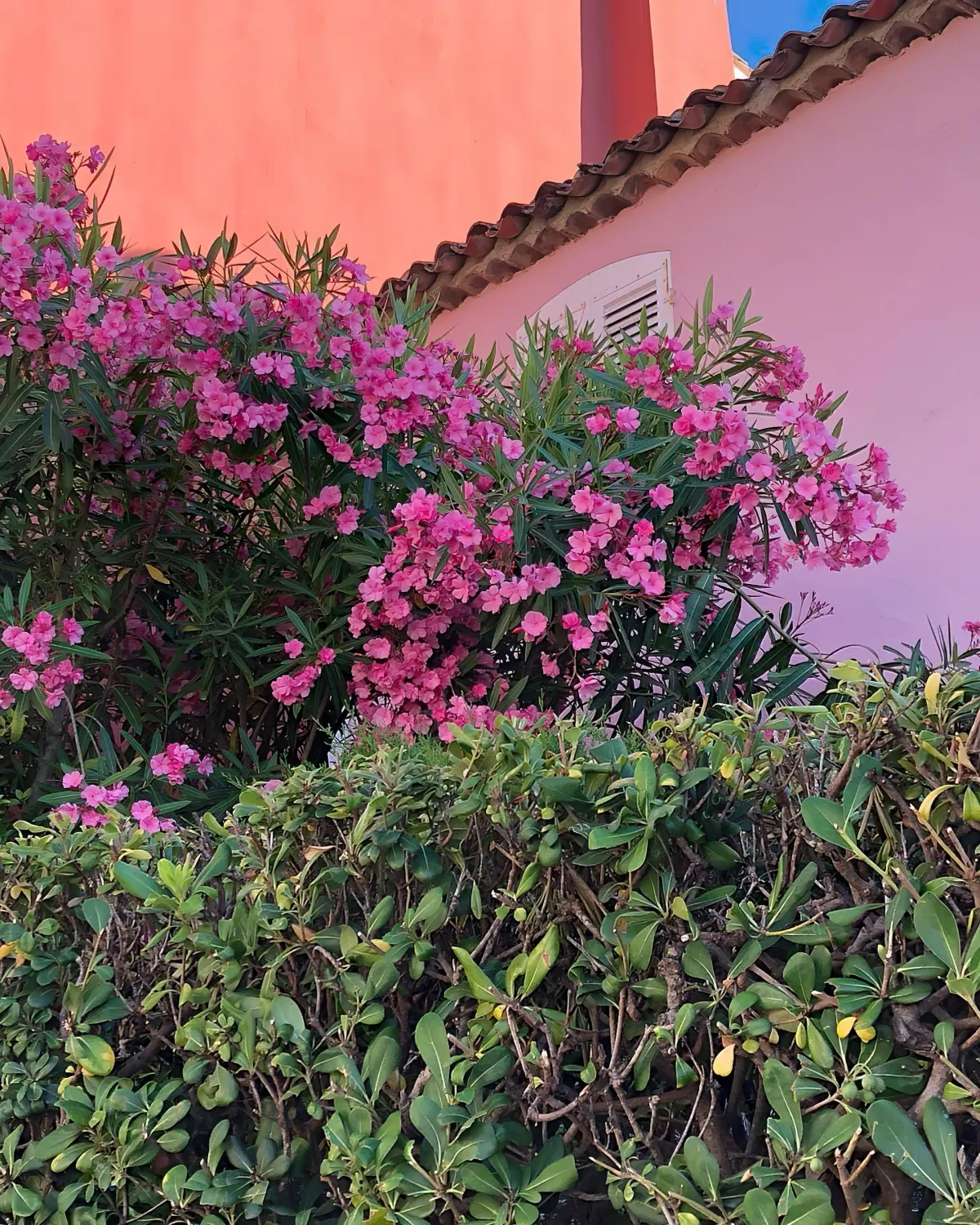 facade maison rose haie opaque verte et laurier rose