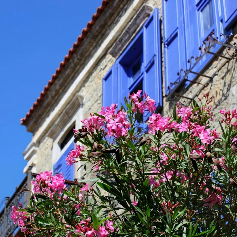 facade maison volets en bois bleus laurier rose