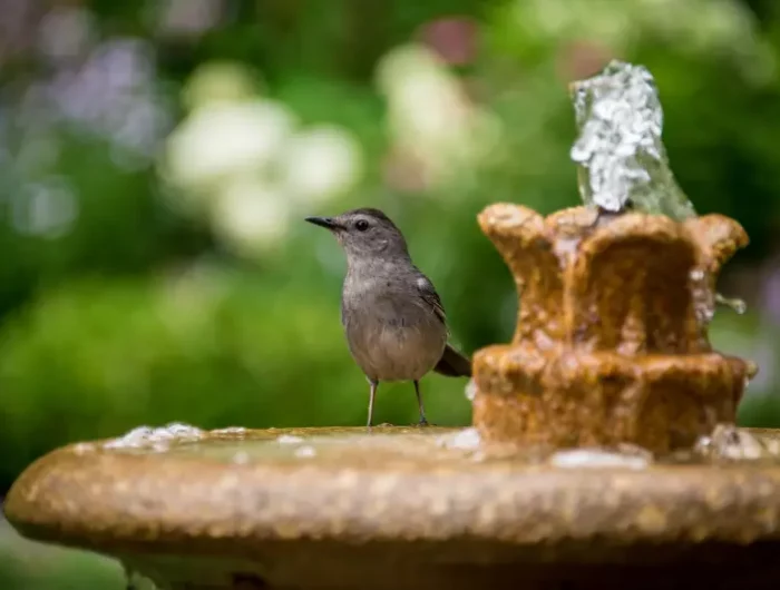 facile fabriquer mangeoire oiseaux bouteille plastique un oiseau perche sur une fontaine