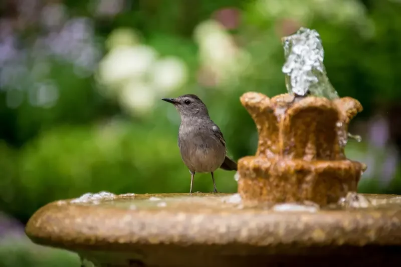 facile fabriquer mangeoire oiseaux bouteille plastique un oiseau perche sur une fontaine