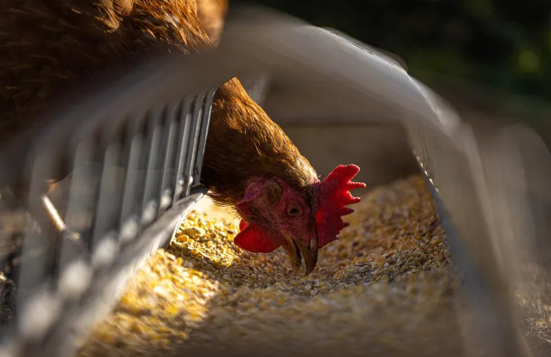 faire les poules manger équilibré idée comment faire pondre les oeufs