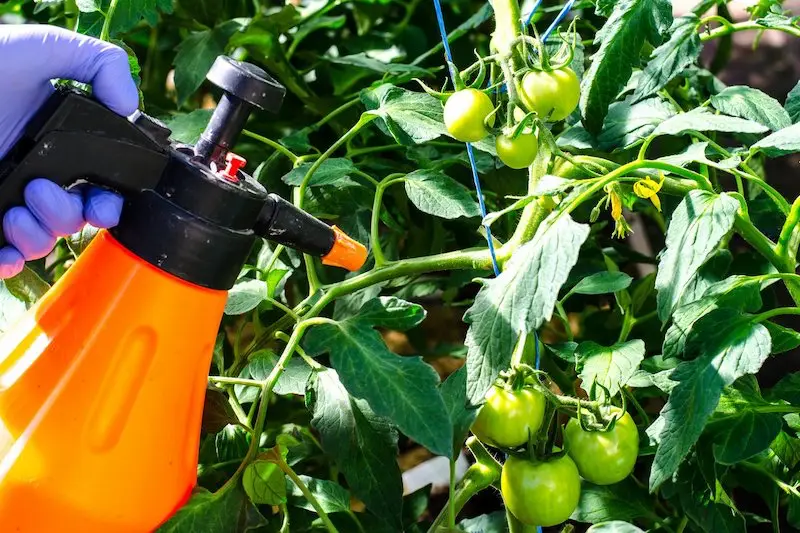 faire mûrir les tomates à lintérieur vaporisation diode