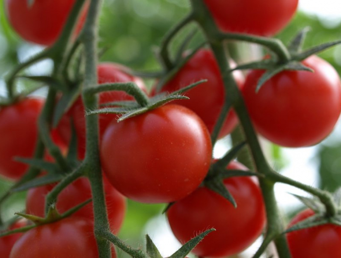 faire mûrir les tomates à l'intérieur sur pied tomates rouges