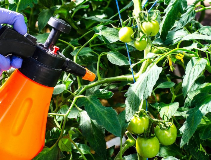 faire mûrir les tomates à l'intérieur vaporisation diode