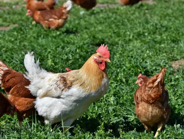 faire pondre les poules quelles herbes quels aliments pour faire pondre les poules