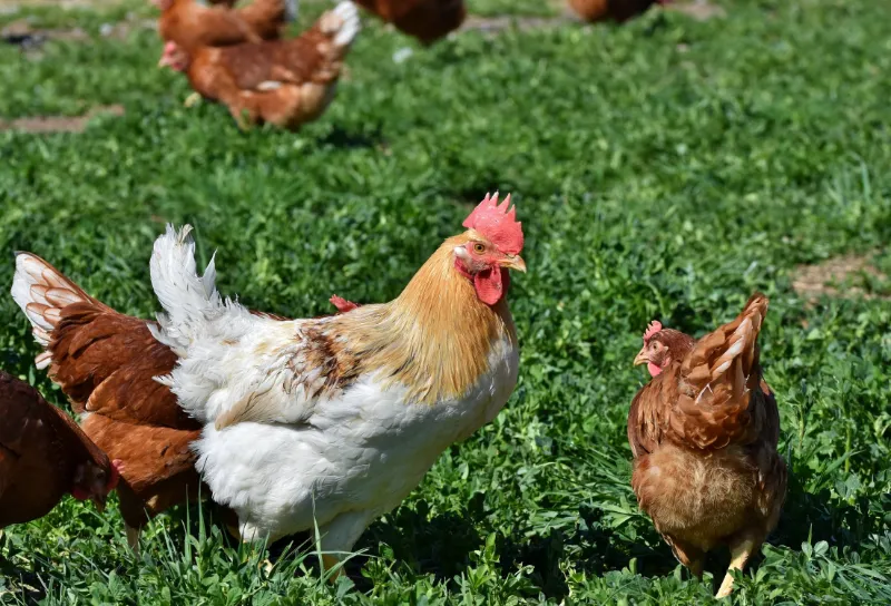 faire pondre les poules quelles herbes quels aliments pour faire pondre les poules