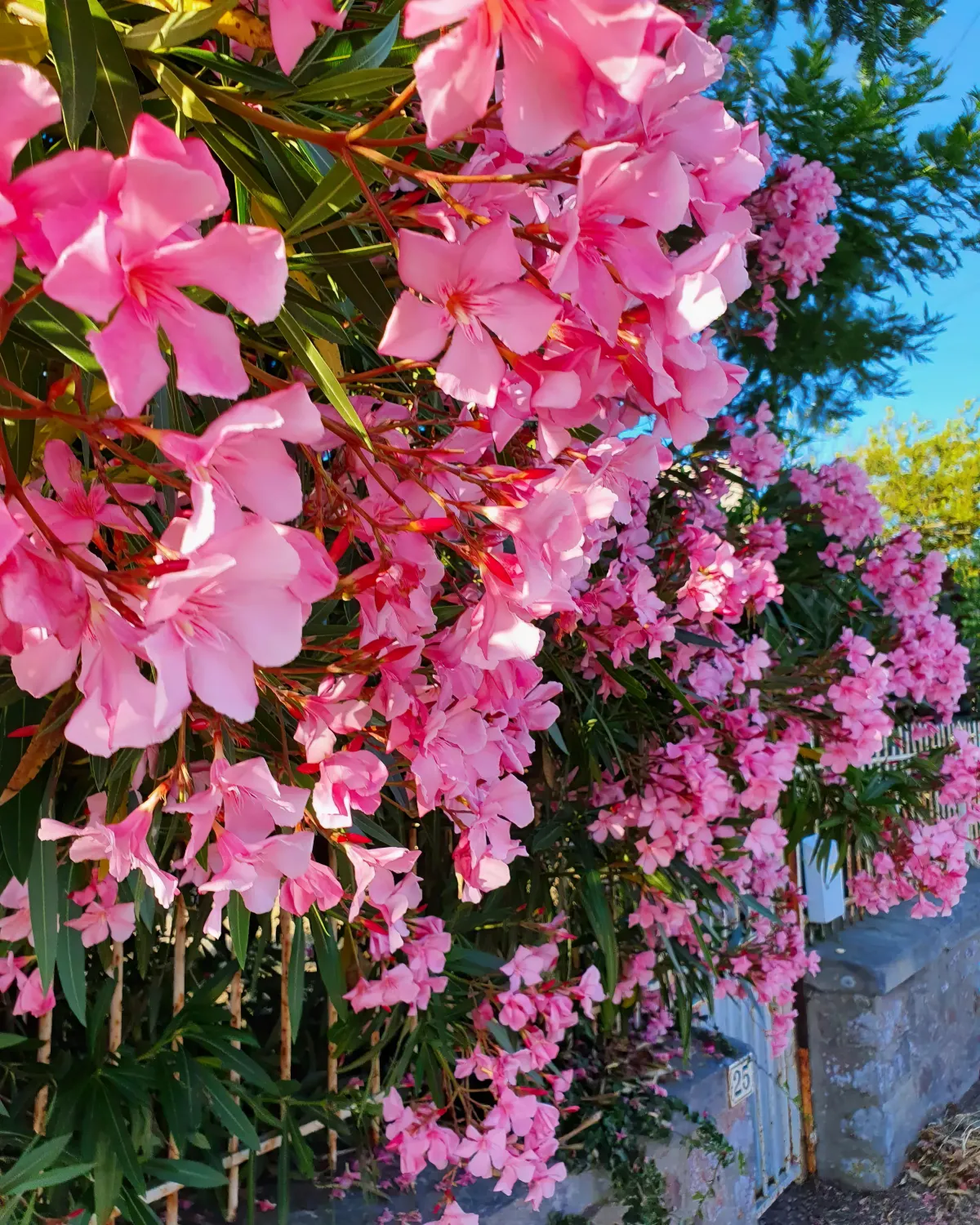 faut il couper les haricots du laurier rose