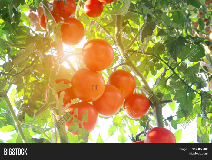 faut il couper les plants de tomates en hauteur tomates ensoleillees