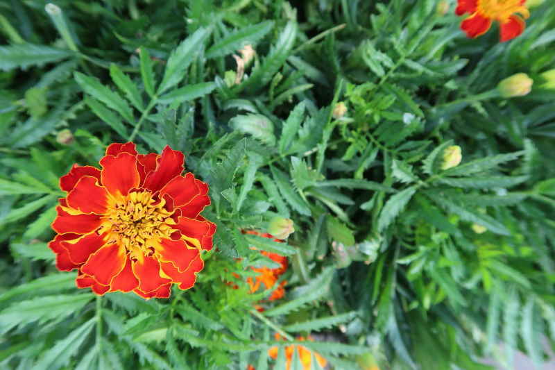 feuillage vert fleurs de jardin et potager marigolds oeillets