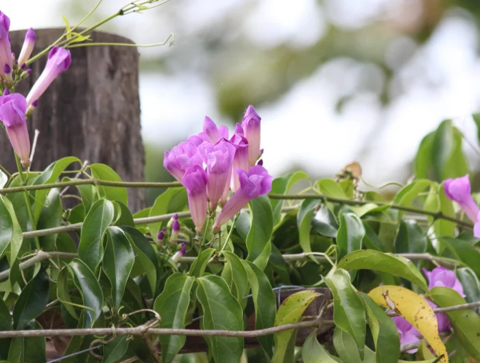 feuillage vert petales rose violet fleurs plante grimpante cloture bois jardin