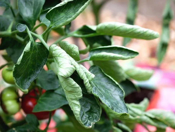 feuilles de tomates qui se recroquevillent feuilles de tomates vertes
