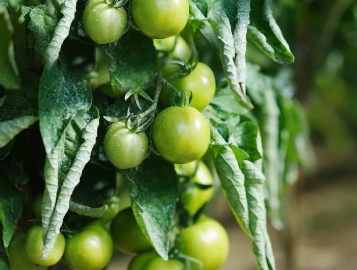 feuilles des tomates qui recroquevillent des plants de tomates avec des fruits verts