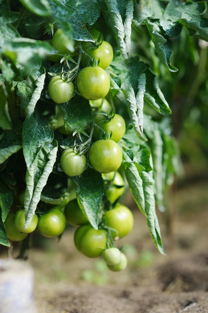 feuilles des tomates qui recroquevillent des plants de tomates avec des fruits verts