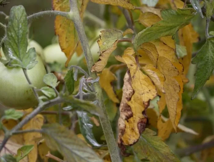 feuilles jaunes tomates plant de tomate avec une tomate verte