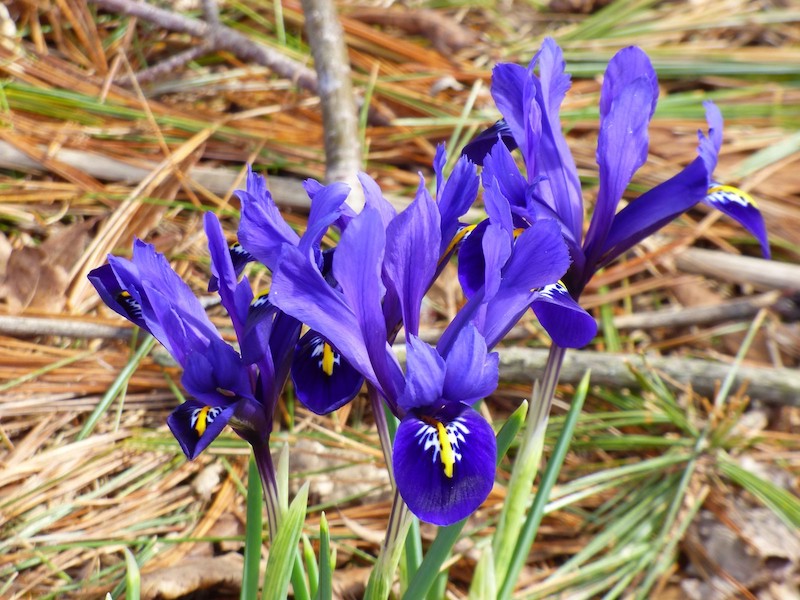 fleur toute l'année iris reticule quelques fleurs de couleur mauve dans un jardin