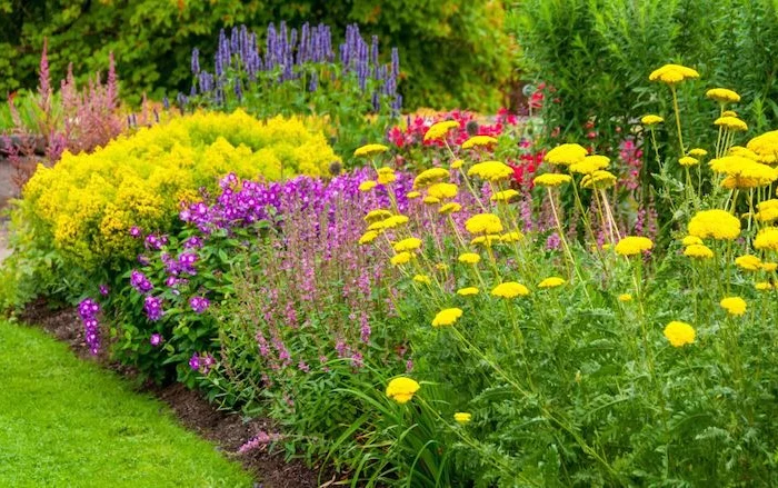fleurs de bordure vivaces fleurit longtemps un jardin avec un gazon verte des fleurs jaunes violettes mauves et rouges